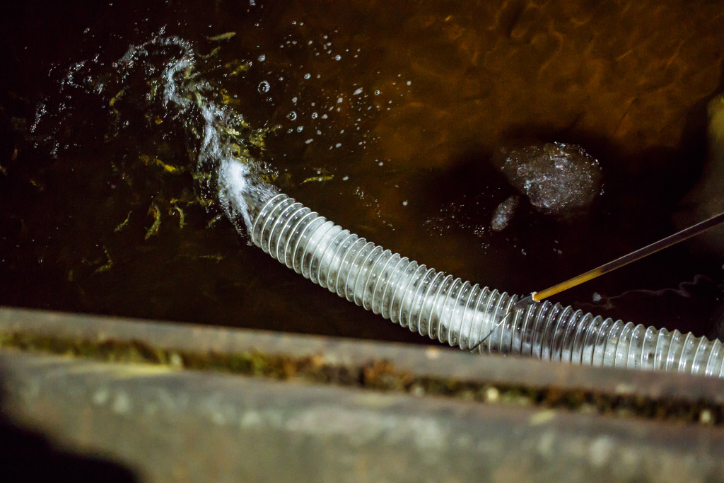 Выпуск мальков Выпуск мальков